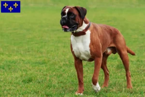 Read more about the article Boxer breeders and puppies in Île-de-France