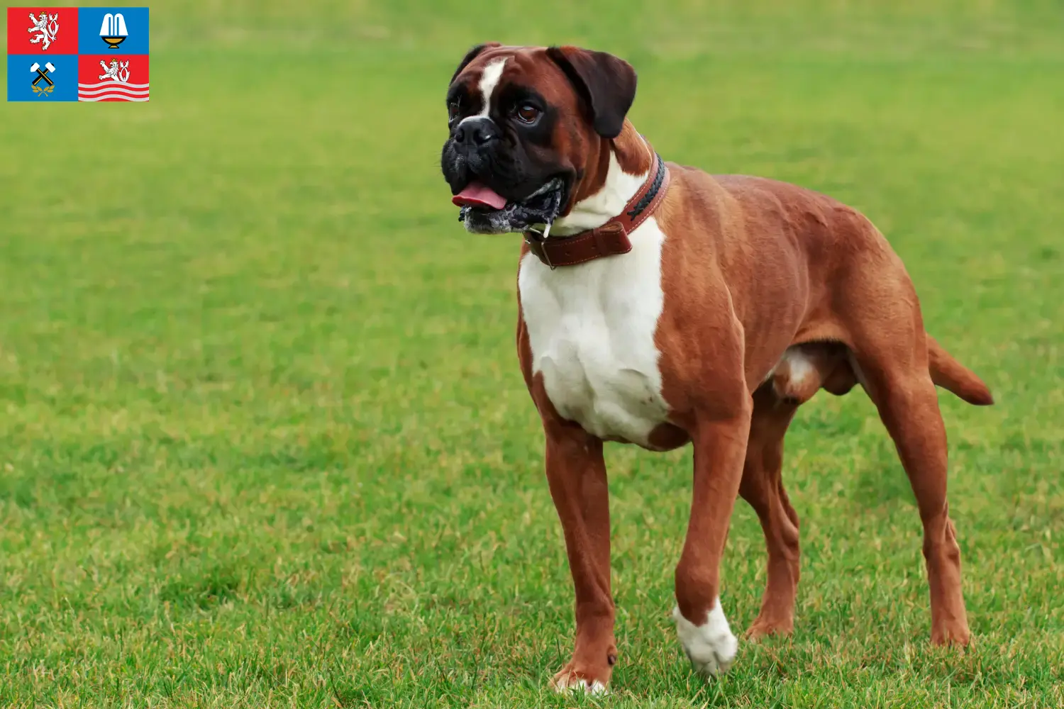 Read more about the article Boxer breeders and puppies in Karlsbad