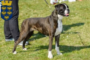 Read more about the article Boxer breeders and puppies in Lower Austria