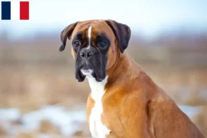 Read more about the article Boxer breeders and puppies in Martinique