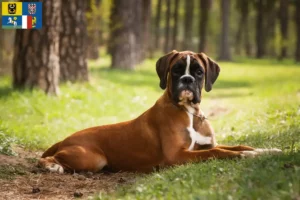 Read more about the article Boxer breeders and puppies in Moravia-Silesia