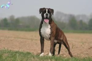 Read more about the article Boxer breeders and puppies in Nordjylland