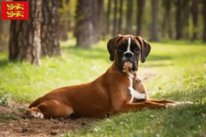 Read more about the article Boxer breeders and puppies in Normandy