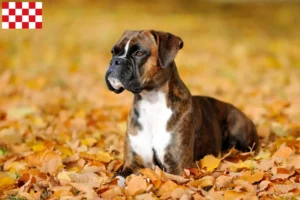 Read more about the article Boxer breeders and puppies in North Brabant