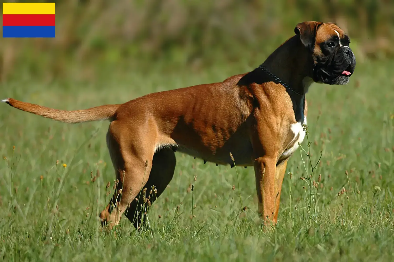 Read more about the article Boxer breeders and puppies in North Holland