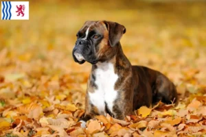 Read more about the article Boxer breeders and puppies in Nouvelle-Aquitaine