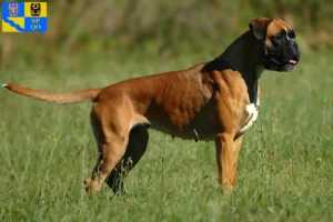 Read more about the article Boxer breeders and puppies in Olomouc