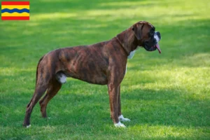 Read more about the article Boxer breeders and puppies in Overijssel