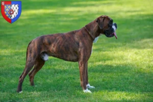 Read more about the article Boxer breeders and puppies in Pays de la Loire