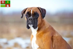 Read more about the article Boxer breeders and puppies in Pilsen