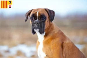 Read more about the article Boxer breeders and puppies in Provence-Alpes-Côte d’Azur