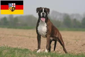 Read more about the article Boxer breeders and puppies in Saarland
