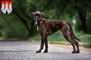 Read more about the article Boxer breeders and puppies in Salzburg