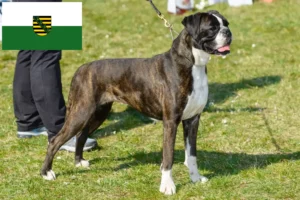 Read more about the article Boxer breeders and puppies in Saxony