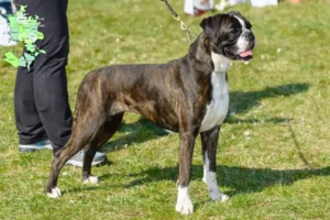 Read more about the article Boxer breeders and puppies in Sjælland