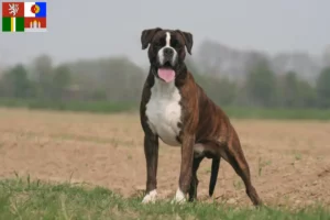 Read more about the article Boxer breeders and puppies in South Bohemia