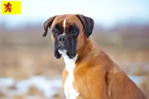 Read more about the article Boxer breeders and puppies in South Holland