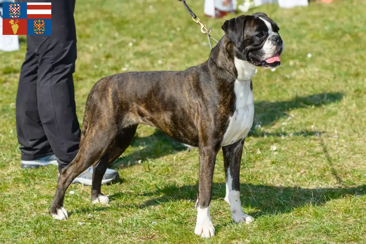 Read more about the article Boxer breeders and puppies in South Moravia
