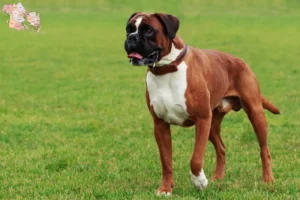 Read more about the article Boxer breeders and puppies in Syddanmark