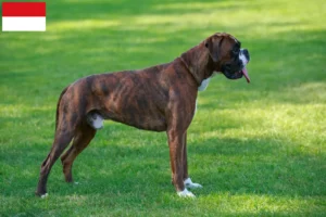 Read more about the article Boxer breeders and puppies in Vienna