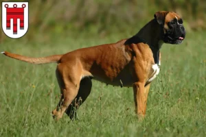 Read more about the article Boxer breeders and puppies in Vorarlberg