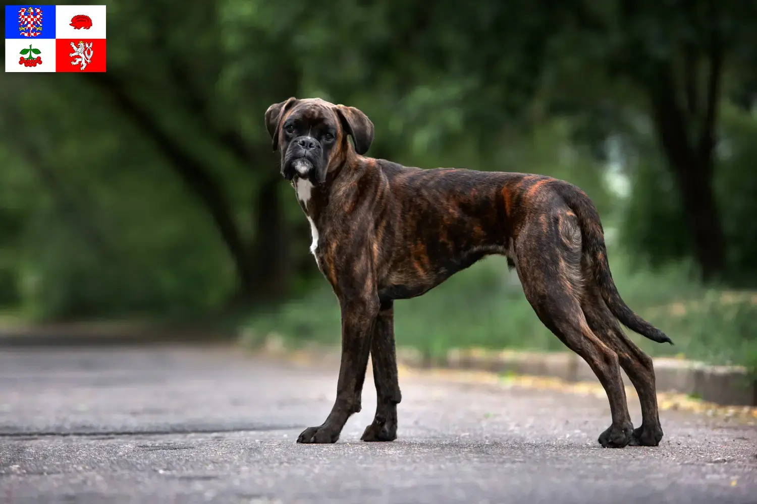 Read more about the article Boxer breeders and puppies in Vysočina