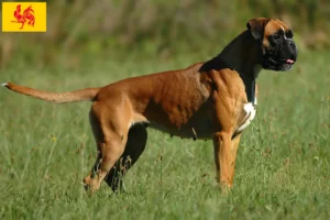 Read more about the article Boxer breeders and puppies in Walloon Region