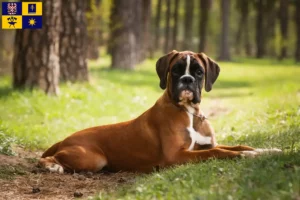 Read more about the article Boxer breeders and puppies in Zlín