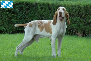 Read more about the article Bracco Italiano breeders and puppies in Bavaria