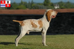 Read more about the article Bracco Italiano breeders and puppies in Central Bohemia