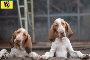 Read more about the article Bracco Italiano breeders and puppies in Flanders