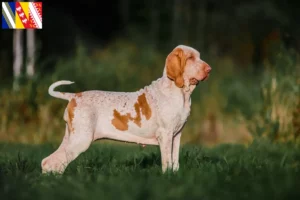 Read more about the article Bracco Italiano breeders and puppies in Grand Est