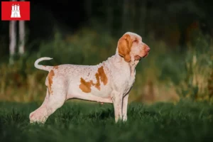 Read more about the article Bracco Italiano breeders and puppies in Hamburg