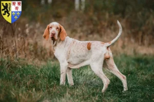 Read more about the article Bracco Italiano breeders and puppies in Hauts-de-France