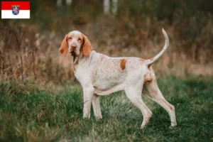 Read more about the article Bracco Italiano breeders and puppies in Hessen