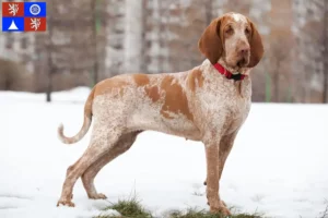 Read more about the article Bracco Italiano breeders and puppies in Liberec