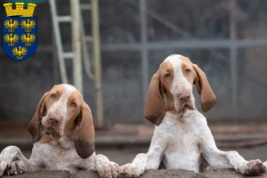 Read more about the article Bracco Italiano breeders and puppies in Lower Austria