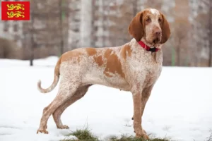 Read more about the article Bracco Italiano breeders and puppies in Normandy