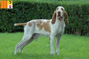 Read more about the article Bracco Italiano breeders and puppies in Provence-Alpes-Côte d’Azur