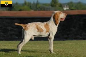 Read more about the article Bracco Italiano breeders and puppies in Saxony-Anhalt