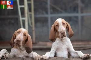 Read more about the article Bracco Italiano breeders and puppies in South Bohemia