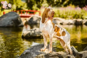 Read more about the article Bracco Italiano breeders and puppies in Syddanmark