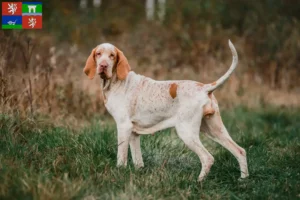 Read more about the article Bracco Italiano breeders and puppies in Ústí