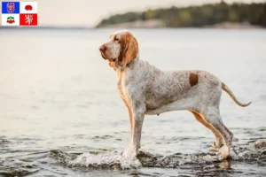 Read more about the article Bracco Italiano breeders and puppies in Vysočina