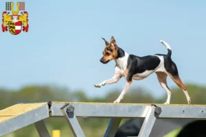 Read more about the article Brazilian Terrier breeder and puppies in Carinthia