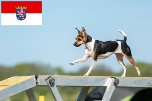 Read more about the article Brazilian Terrier breeders and puppies in Hessen