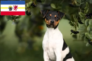 Read more about the article Brazilian Terrier breeders and puppies in Mecklenburg-Vorpommern