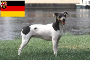 Read more about the article Brazilian Terrier breeders and puppies in Rhineland-Palatinate