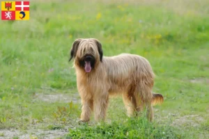 Read more about the article Briard breeders and puppies in Auvergne-Rhône-Alpes