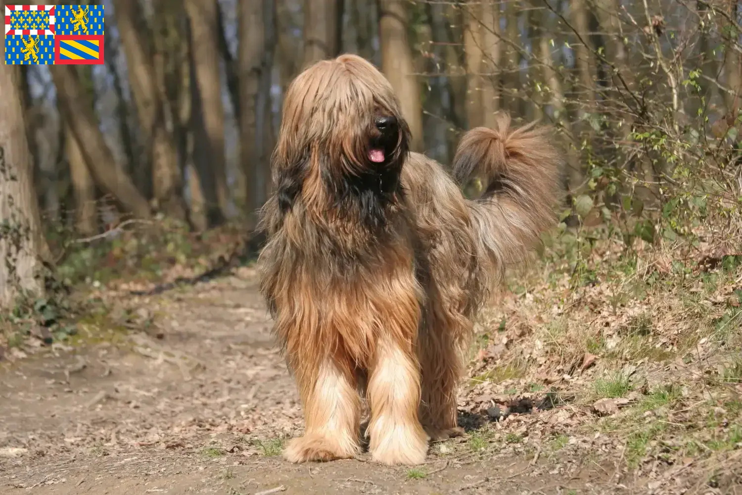 Read more about the article Briard breeders and puppies in Bourgogne-Franche-Comté